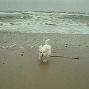 Coton de tulear Dalton