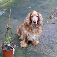 Cocker spaniel Dumbo