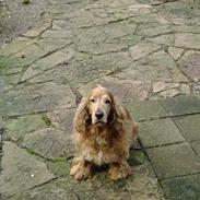 Cocker spaniel Dumbo