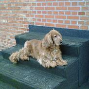 Cocker spaniel Dumbo