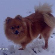 Pomeranian Ariel