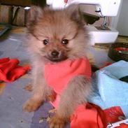Pomeranian Ariel