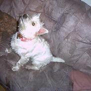 West highland white terrier Minnie