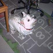 West highland white terrier Minnie