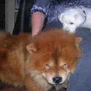 Chow chow Balder