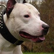 Amerikansk staffordshire terrier guchu