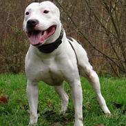 Amerikansk staffordshire terrier guchu