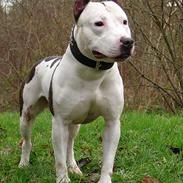 Amerikansk staffordshire terrier guchu