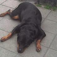 Rottweiler Kakestto's Cheetah *RIP*