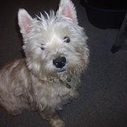 West highland white terrier Frederik