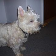 West highland white terrier Frederik