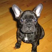 Fransk bulldog Tyson M