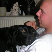 Labrador retriever Zita