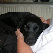 Labrador retriever Zita