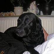 Labrador retriever Zita