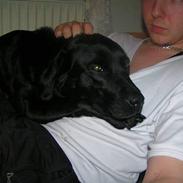 Labrador retriever Zita