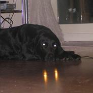 Labrador retriever Zita