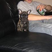 Fransk bulldog Tyson M
