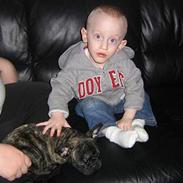 Fransk bulldog Tyson M