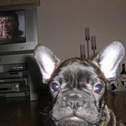 Fransk bulldog Tyson M