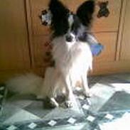 Papillon Buller