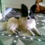 Papillon Buller