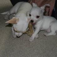 Chihuahua Tyson
