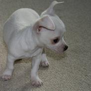 Chihuahua Tyson