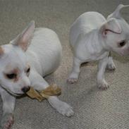 Chihuahua Tyson