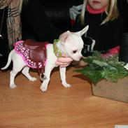 Chihuahua Tyson