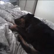 Rottweiler Brown Emmas Athena