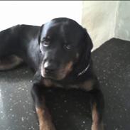 Rottweiler Brown Emmas Athena