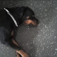 Rottweiler Brown Emmas Athena