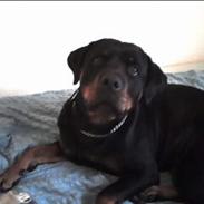 Rottweiler Brown Emmas Athena