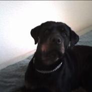 Rottweiler Brown Emmas Athena