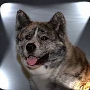 Akita inu Sumi * R.I.P *