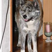 Akita inu Sumi * R.I.P *