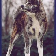 Akita inu Sumi * R.I.P *