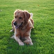 Golden retriever Ziggi