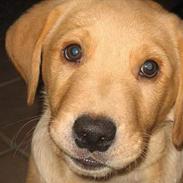 Golden retriever Marco