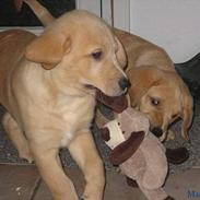 Golden retriever Marco