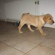 Golden retriever Marco