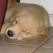 Golden retriever Marco