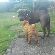 Shar pei Lupus