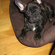 Fransk bulldog Tyson M
