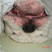 Engelsk bulldog Bacon