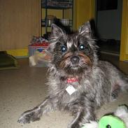 Cairn terrier Fie