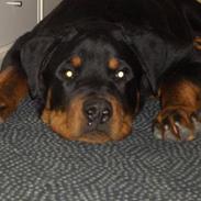 Rottweiler  Cue C´zar 