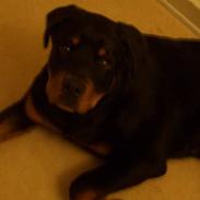 Rottweiler  Cue C´zar 