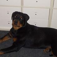 Rottweiler  Cue C´zar 